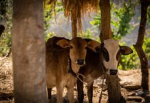 गाँव से निकलकर शहर तक आ गया है डेयरी और दूध का कारोबार, जानिए कैसे बनाएं इस फील्ड में करियर