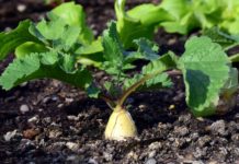 जानिए ठंड में मूली के पत्तों के फायदे, आयुर्वेद में किया गया है विस्तार से वर्णन